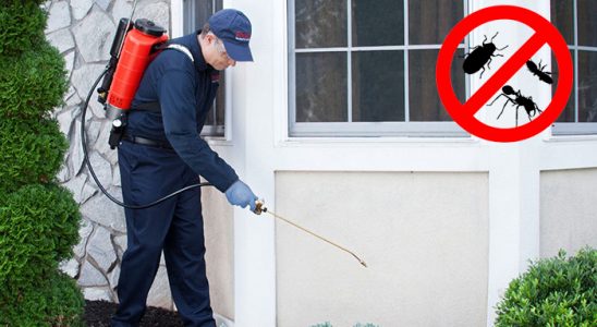 Pancar Dezenfeksiyon böcek ilaçlama ve haşere kontrolü — ilaclama-tr.com
